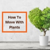 How To Move With Plants Tips For Moving With Plants Kent