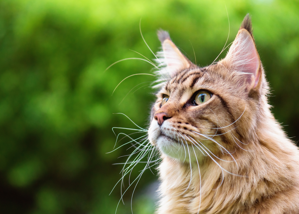 10 Best Tips On Moving an Outdoor Cat to a New Home - Moving with
